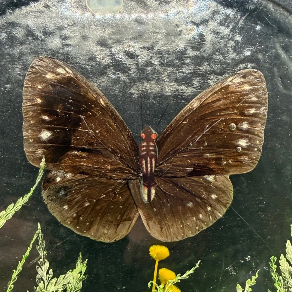 Vintage Butterfly Dried Flowers Trivet Resin Acrylic Lucite 1970s Kitchen Retro